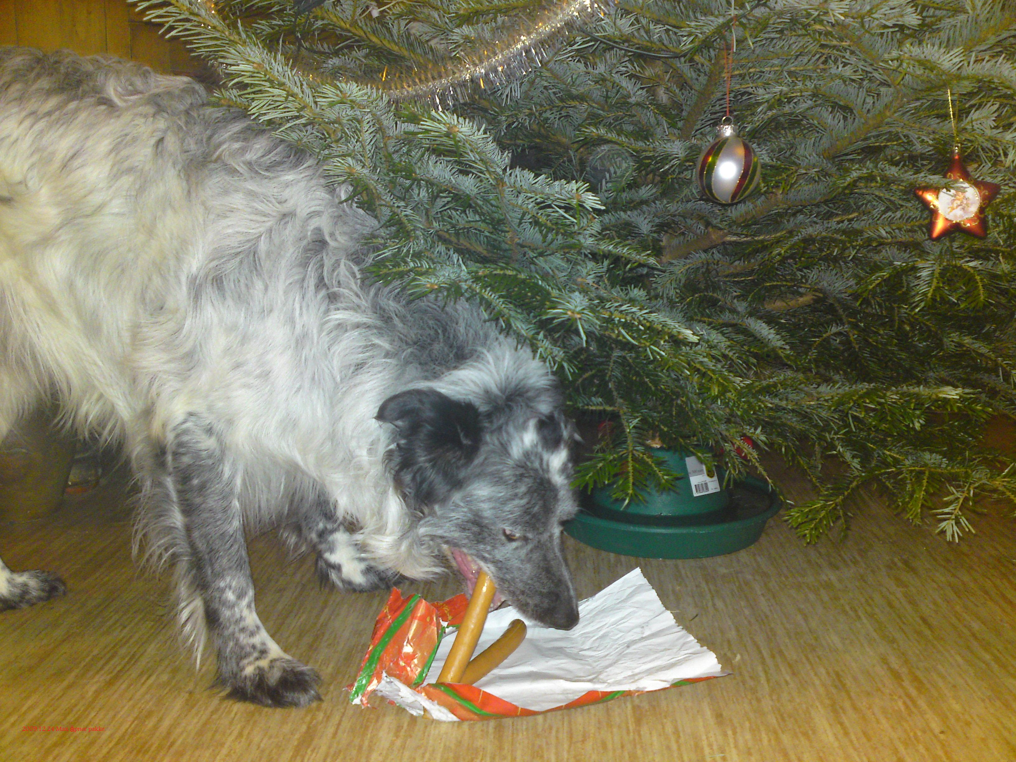 Juleglede er også for hunder. Max åpner pakkene selv