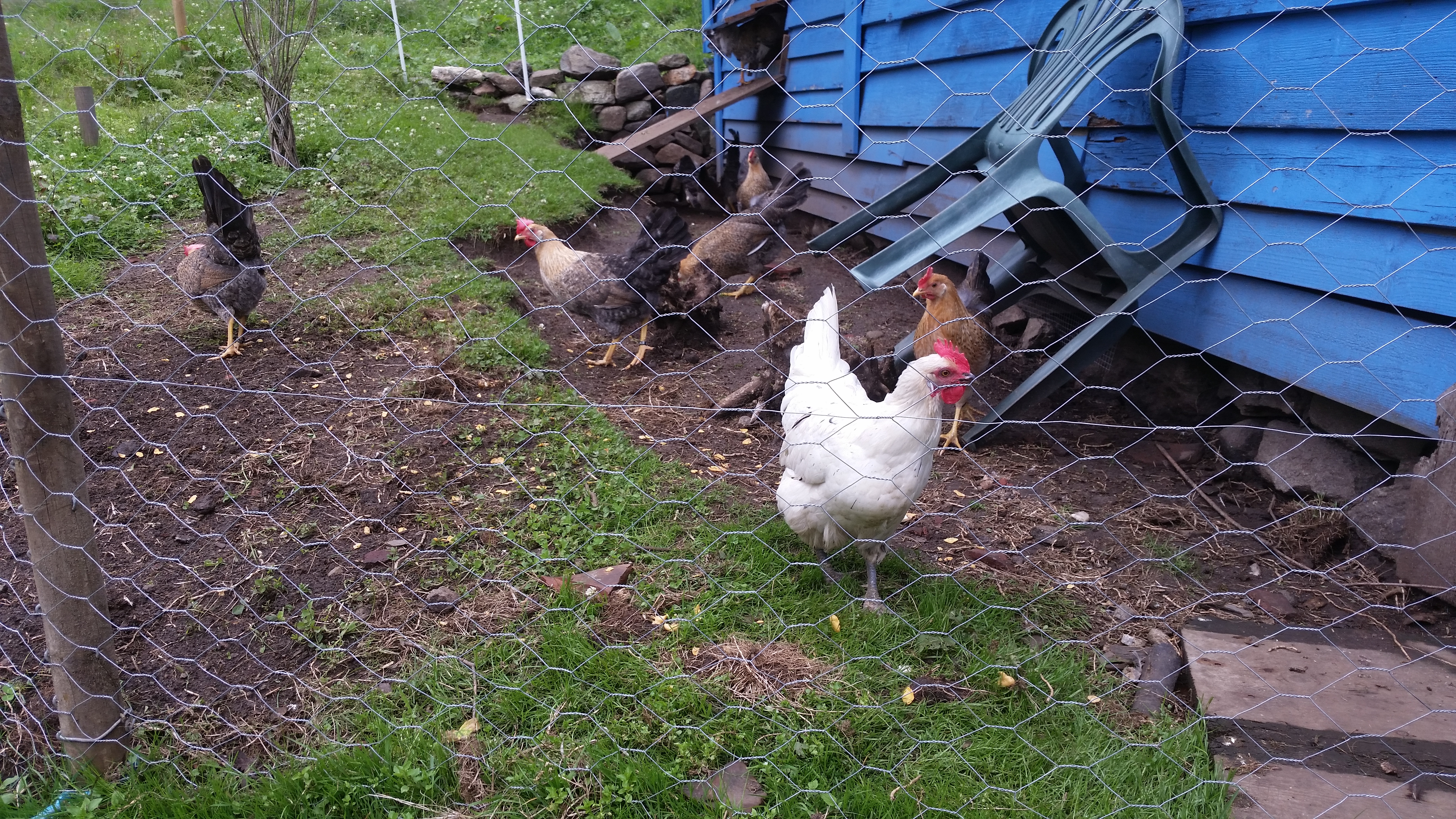 Høner i hagen